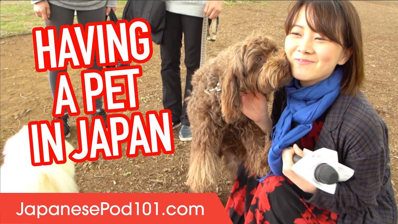 ⁣Being a Pet Owner in Japan (interview)