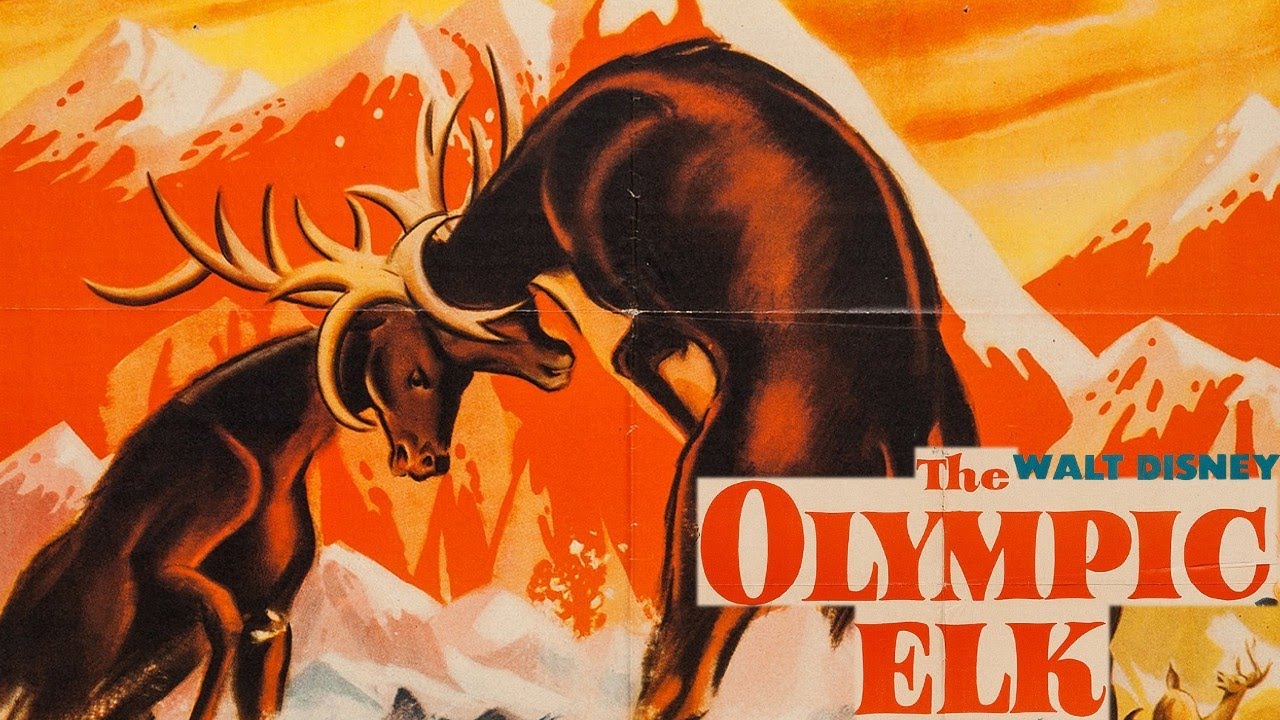 The Olympic Elk 1952 Disney Nature Documentary Film