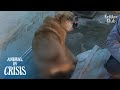 Love-Deprived Mother Dog Can't Stop Biting Her Tail After Giving Birth(Part1)|Animal In Crisis EP165