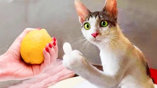 Trending Funny Animals 😍 Funniest Dogs and Cats 😹🐶 Part 8 by Pets Humor TV 963 views 1 month ago 31 minutes