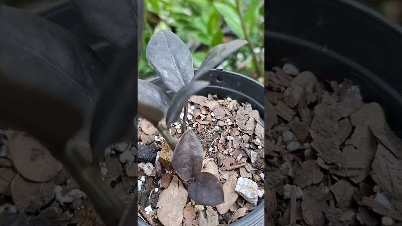 มีกวักมรกตด่างมาแบ่งปันค่ะ # ไม้คงคล # ไม้ประดับ # # คนไทยในต่างแดน # มาดามน้ำเพชร