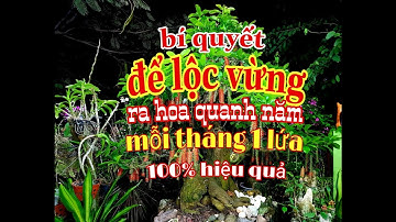 Chccd 41. Bí quyết để lộc vừng ra hoa quanh năm, mỗi tháng một lứa, 100% hiệu quả