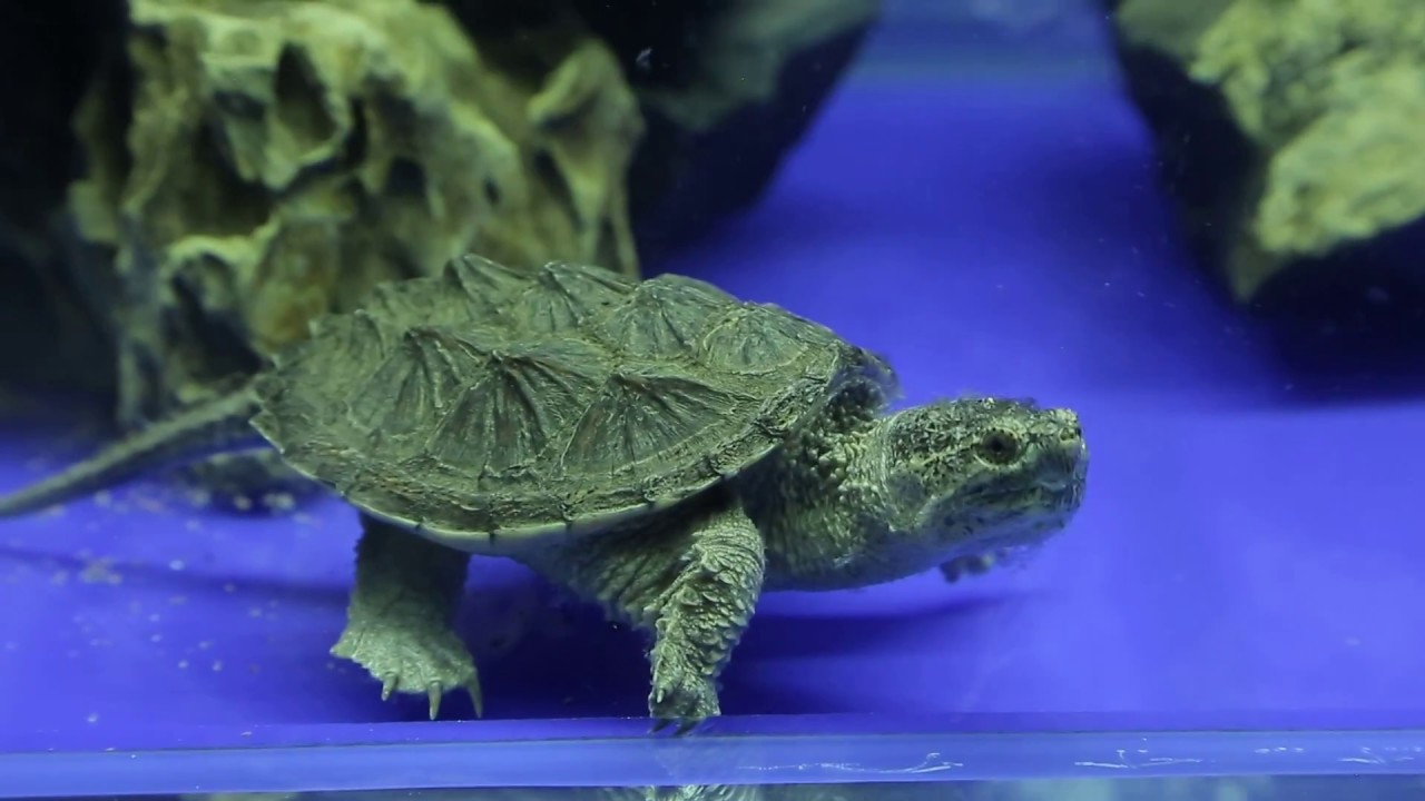 Өнөөдрийн аялал Ulaanbaatar ZOO YouTube