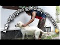 Labrador Retriever Grooming|Labrador Bath At Home|Labrador Malayalam