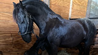 Intro to Yeguada Porte Fino Horses