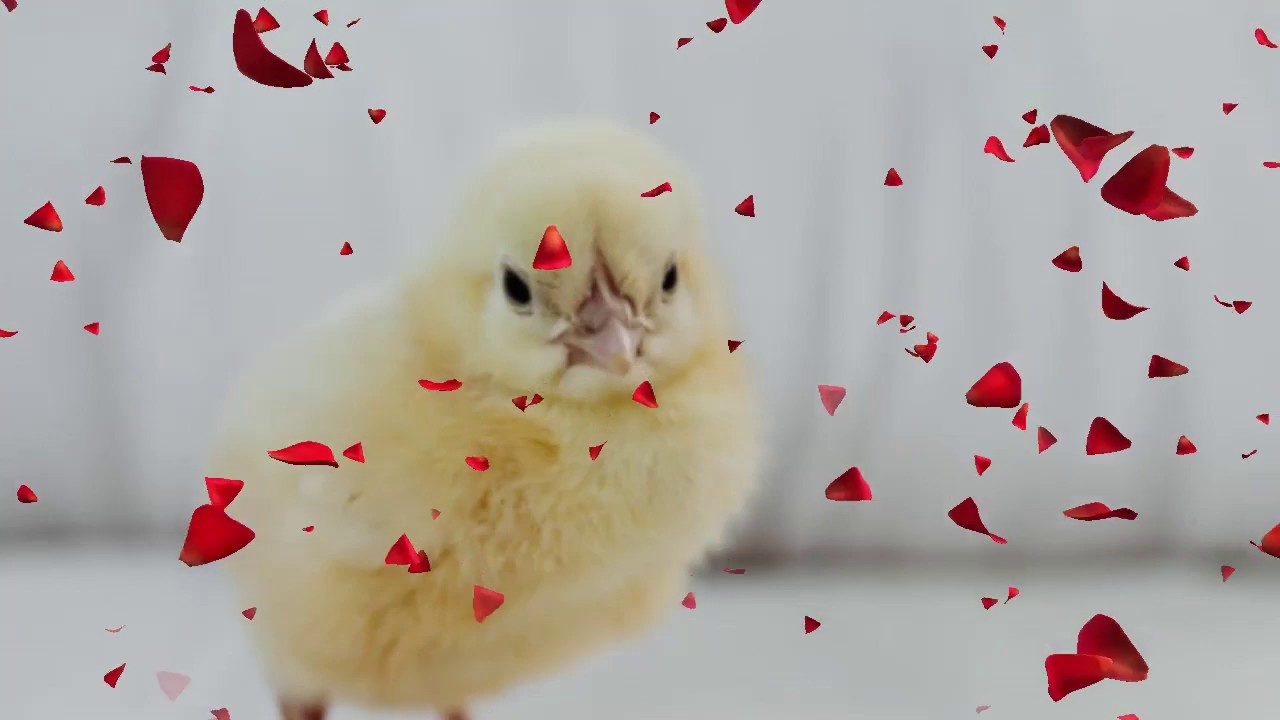 KÖPEKKEDİKUŞ SESLERİ MELODİ EŞLİĞİNDE YouTube