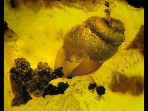 Video: Paleontoloogid On Merevaigust Leidnud Vanima Konna - Alternatiivne Vaade