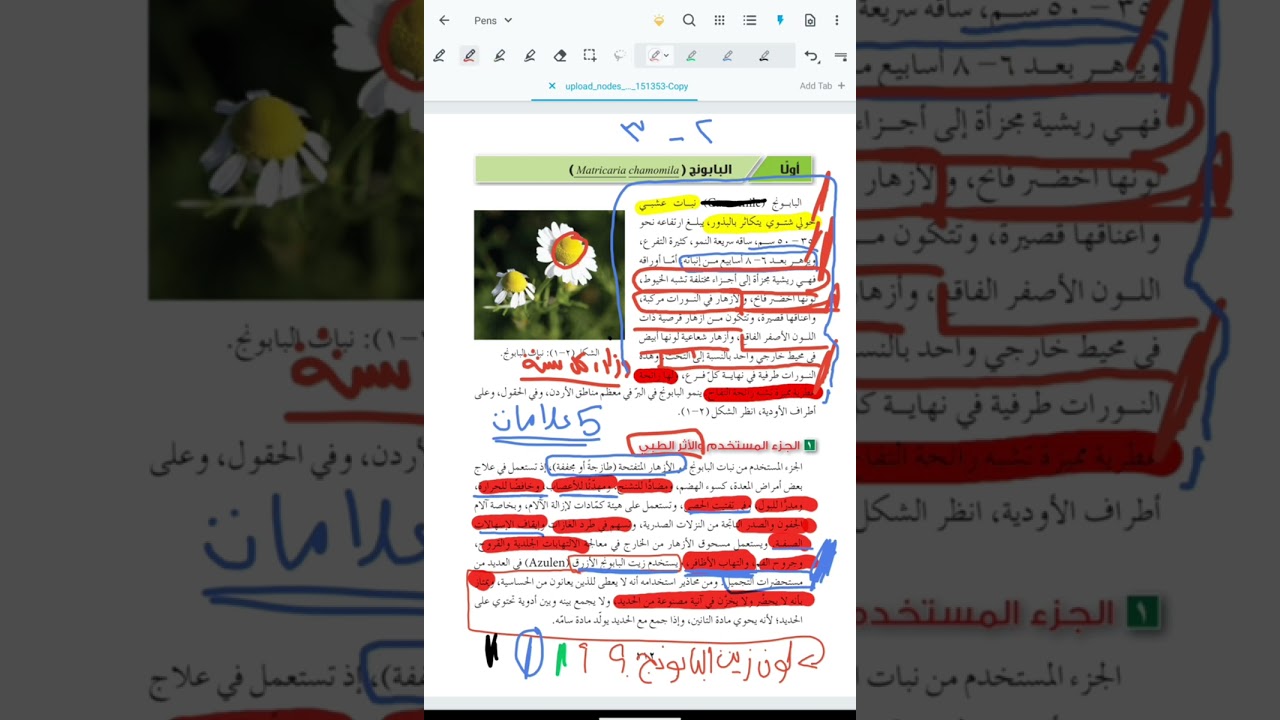 البابونج