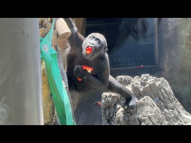 パプリカ持ってきたスモモちゃん【‎2025年‎5月8日】【上野動物園