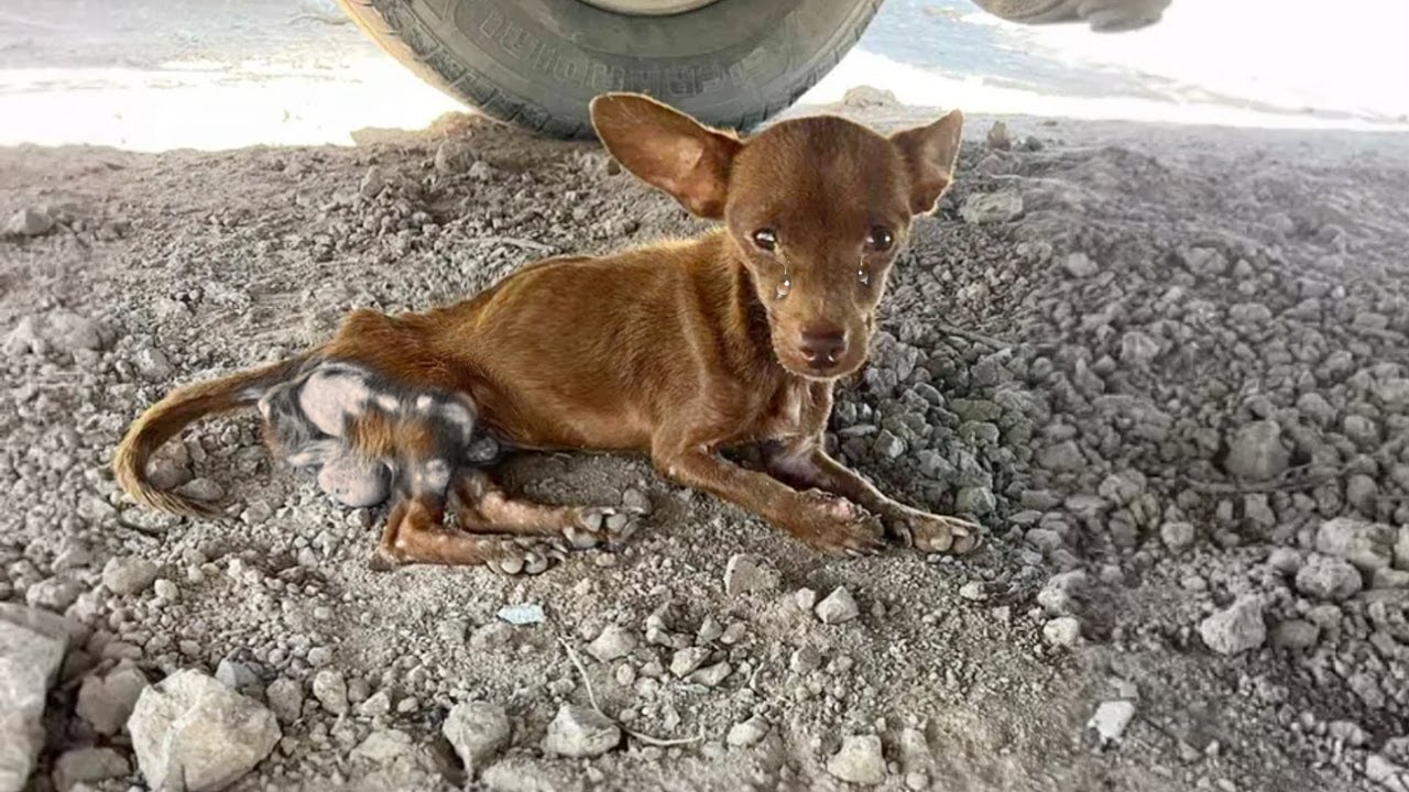 Riddled With months of Brutality—This Tiny Dog Finally Realized It Was Safe, and Started to Cry