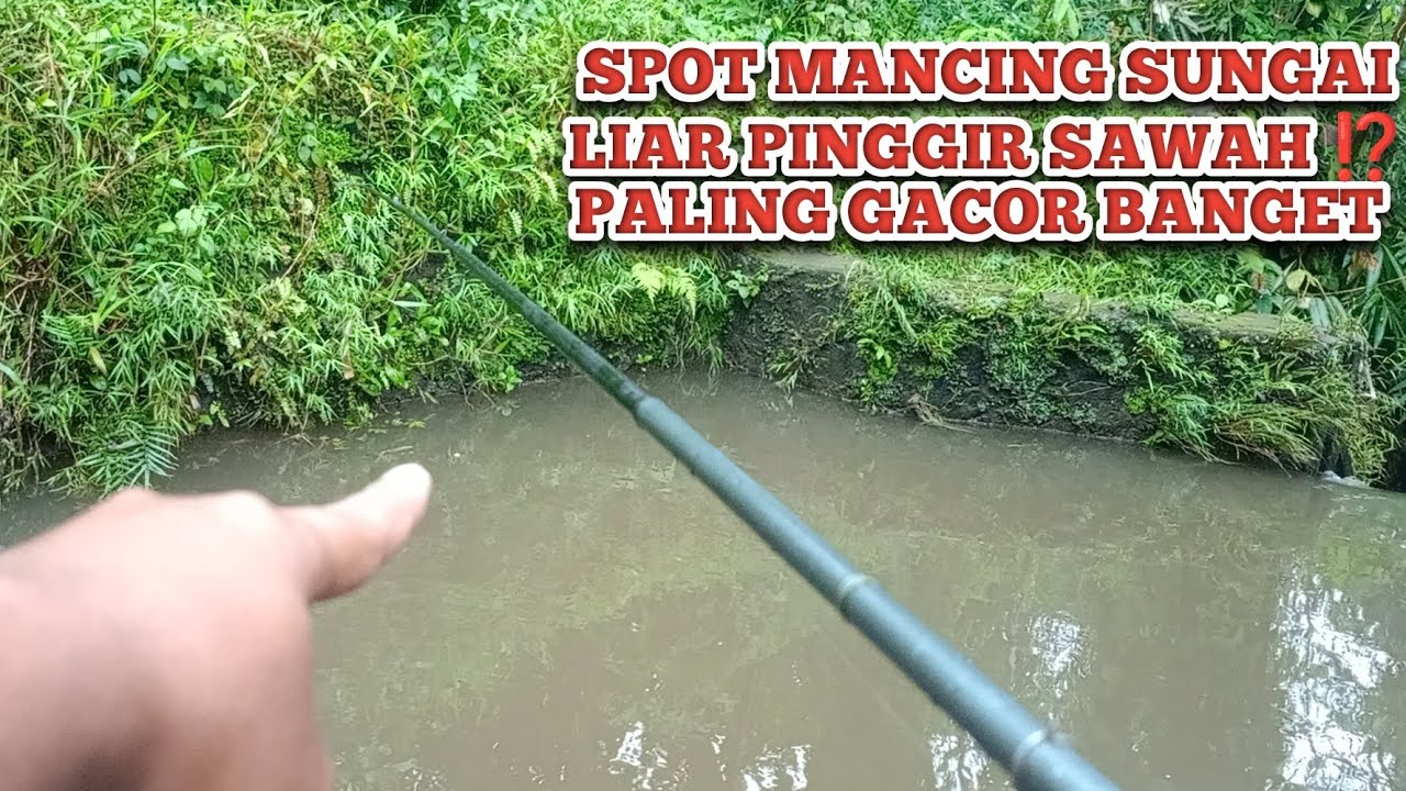 SPOT MANCING SUNGAI LIAR PINGGIR SAWAH PALING GACOR ⁉️ MANCING SEHABIS BANJIR BESAR TERNYATA GACOR 