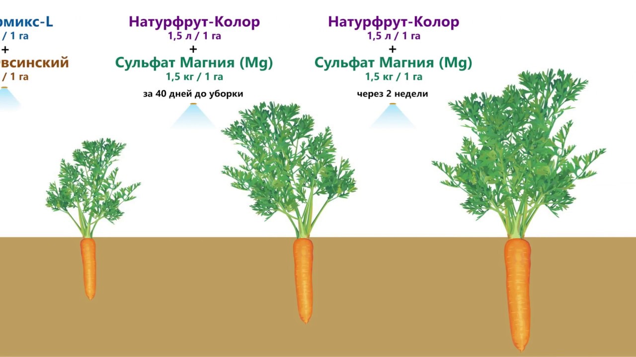 Морковь группа растений