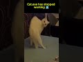 Cat.exe has stopped working 💻 #catshorts #funnycats #shorts