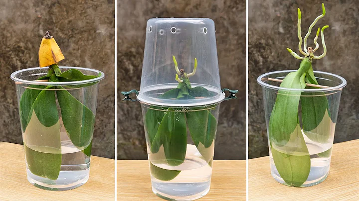 Never throw away dead orchids after watching this! Growing Rootless Orchid In Water - DayDayNews