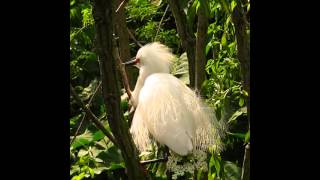 Snowy Egret in Mating Season
