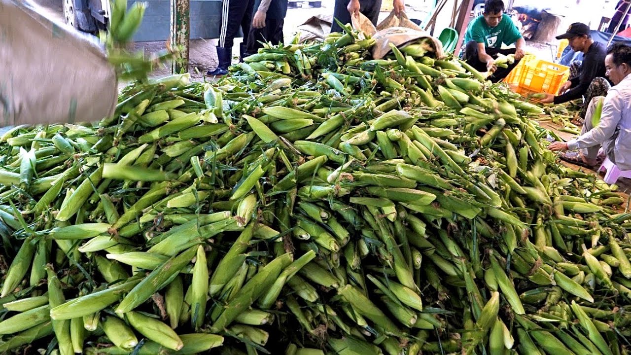 Just looking at it is amazing! A collection of the best Korean street food / 보기만 해도 군침도는 한국 길거리음식 모음