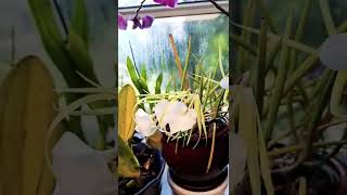 Brassavola Nodosa 2022