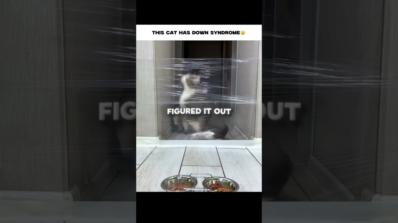 I FEEL SO BAD FOR THIS CAT