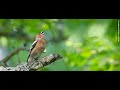 The common chaffinch or simply the chaffinch (Fringilla coelebs)