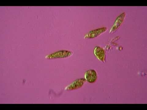 Euglene - Ingrandimento 400X