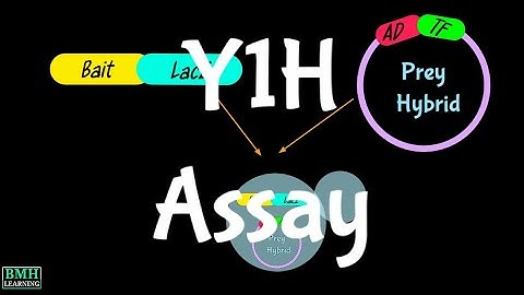 Yeast One Hybrid Assay | Y1H Assay | Yeast Hybrid System |