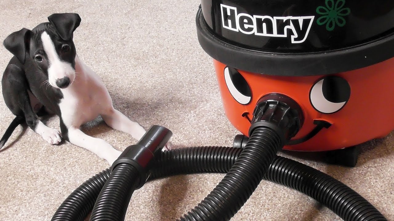 CUTE PUPPY Meets HENRY THE HOOVER for the FIRST TIME Funny Dog Pup