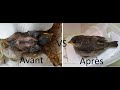 Incroyable Sauvetage de bébé Moineau !