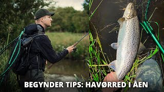 Gode Begynder Tips Til Å Fiskeri Efter Havørred Kom I Gang