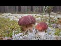   champignons fous pour les champignons dans la douche cueillette de champignons de juillet 2022