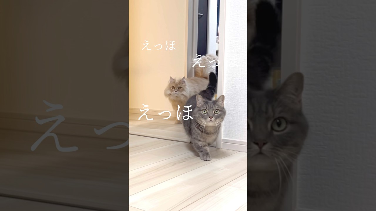 Cats are here to tell you important things #shorts #cats #life