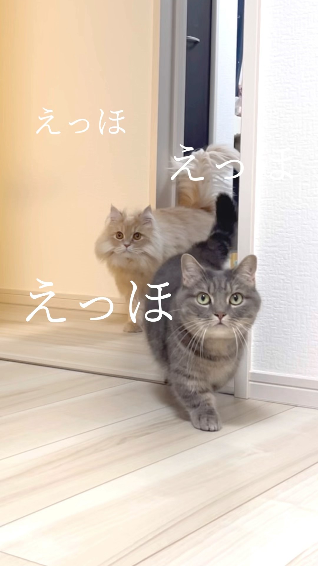 Cats are here to tell you important things #shorts #cats #life
