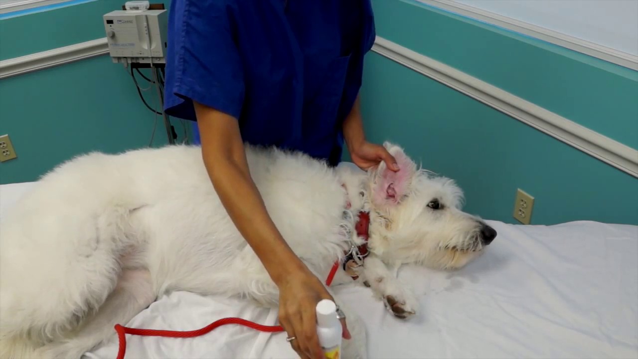 Cleaning Your Dogs Infected Ears [eng] YouTube