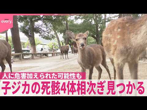 【警戒強化】“体の一部がない状態”  子ジカの死骸4体見つかる  人に危害加えられた可能性も