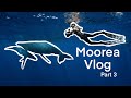 MOOREA VLOG PART 3: Swimming w/ Stingrays and Humpback Whales in French Polynesia! Mom & Baby Whale!