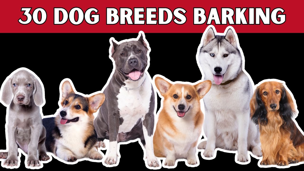 Dogs Barking Sounds 30 Popular DOG BREEDS YouTube Dogs barking sounds 30 popular dog breeds youtube