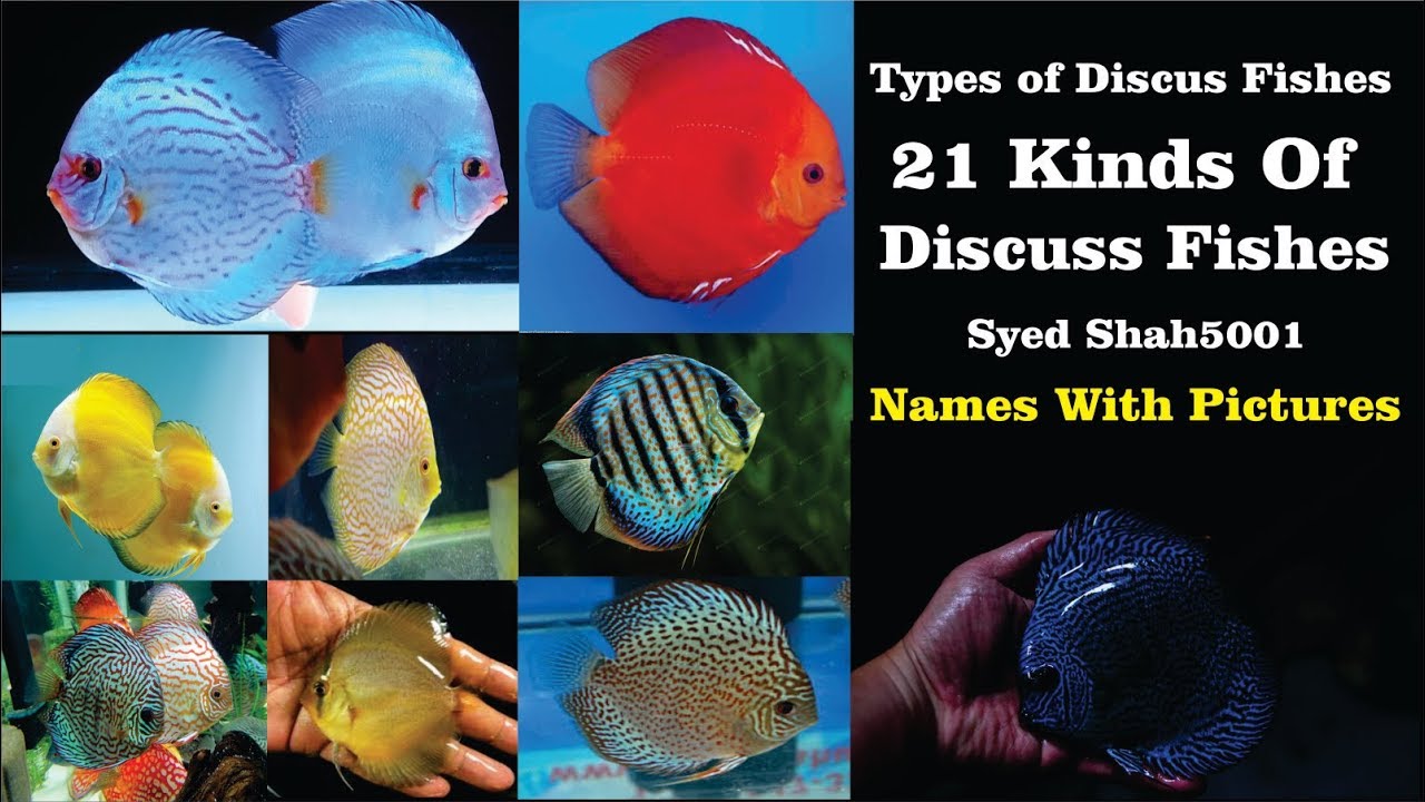 Discus Fish Types Chart