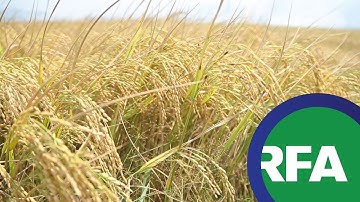 Thừa nhận thách thức tại Đồng bằng Sông Cửu Long | © Official RFA