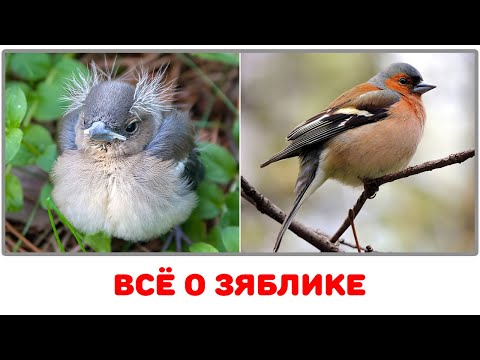 Зяблик - как поет, как строит семью и что любит ((English / Germany subtitles)