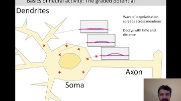 Introduction to Cognitive Neuroscience Session 1.4 (Basics of neural activity)