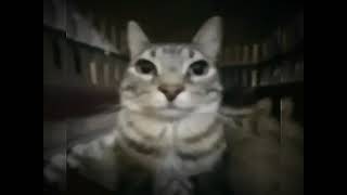 Mr kitty - after dark ( rock version + ultra slowed )
