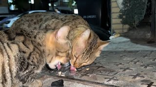 被人抛弃的猫猫流浪几年后，终于遇到好心小姐姐要收养它们