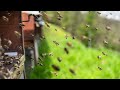 Ambient  buzzing bees by the hive  3 hours