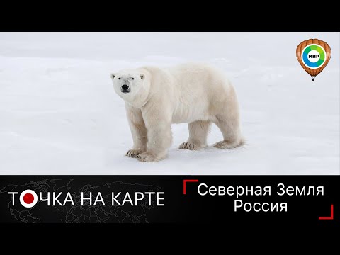 Хозяин Северной Земли. Неожиданные факты о белых медведях