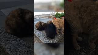 ごはんを大量の野良猫が食べ尽くした結果…#Shorts