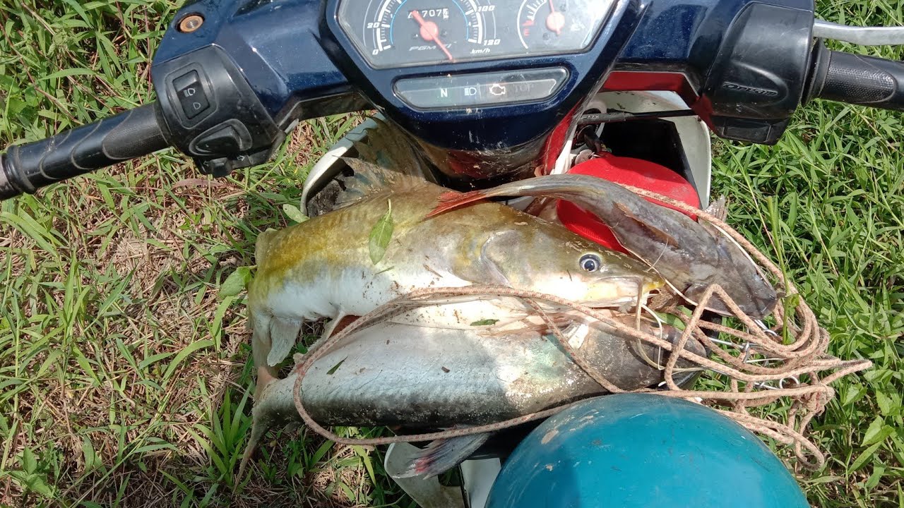 PECUBAAN KUCUR ARA | TAPAKAPAS BUAH ARA