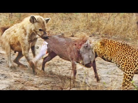 Leopard and Hyena Break Warthog Apart While Still Alive