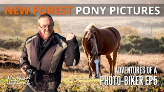 Photographing New Forest Ponies [Mike Browne Photo Biker 5 ]