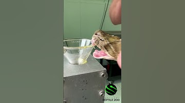 Russell’s viper venom extractions. #venomouscreatures #snake #kyreptilezoo