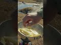 Cooking Cod & Fries Outdoors. Full video out today 12 GMT-01 #greenland #outdoors #travel #shorts