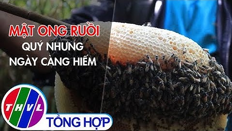 Mật ong ruồi quý nhưng càng ngày càng hiếm